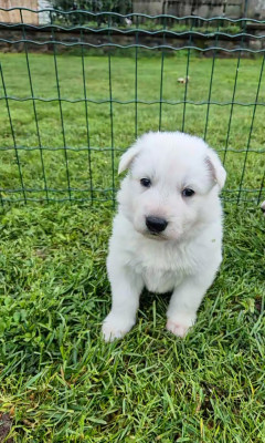 Les chiots de Berger Blanc Suisse