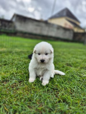 Les chiots de Berger Blanc Suisse