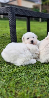 Les chiots de Berger Blanc Suisse