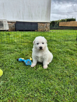 Les chiots de Berger Blanc Suisse