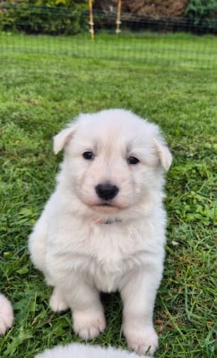 Les chiots de Berger Blanc Suisse