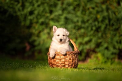 Les chiots de Berger Blanc Suisse