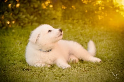 Les chiots de Berger Blanc Suisse