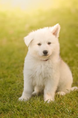 Les chiots de Berger Blanc Suisse