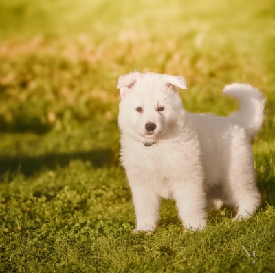 Les chiots de Berger Blanc Suisse