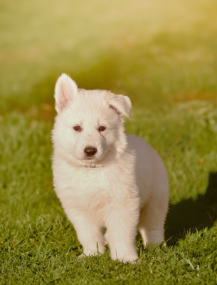 Les chiots de Berger Blanc Suisse