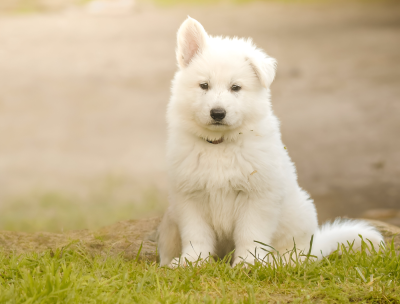 Les chiots de Berger Blanc Suisse