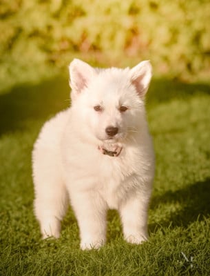 Les chiots de Berger Blanc Suisse