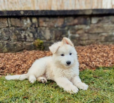 Les chiots de Berger Blanc Suisse