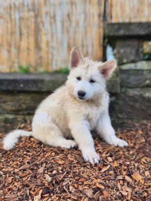 Les chiots de Berger Blanc Suisse