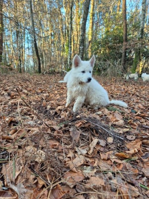 Les chiots de Berger Blanc Suisse