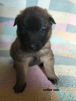 Les chiots de Berger Belge