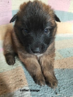 Les chiots de Berger Belge