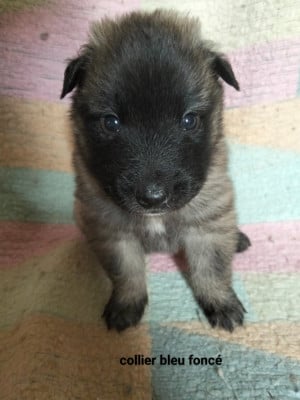Les chiots de Berger Belge