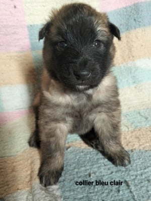 Les chiots de Berger Belge