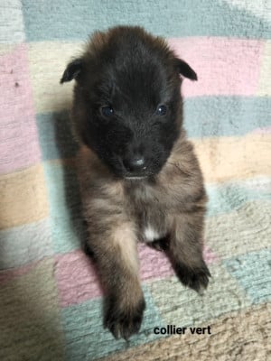 Les chiots de Berger Belge