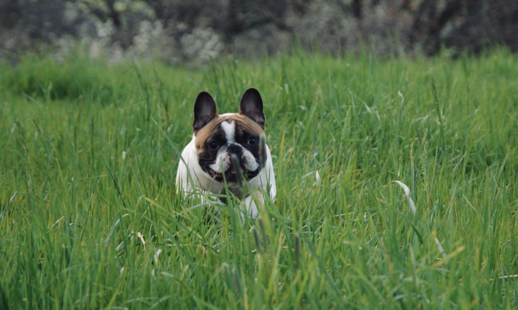 Publication : LAURIE BOUVET