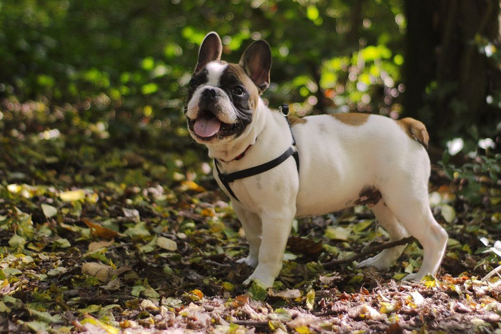 Publication : LAURIE BOUVET