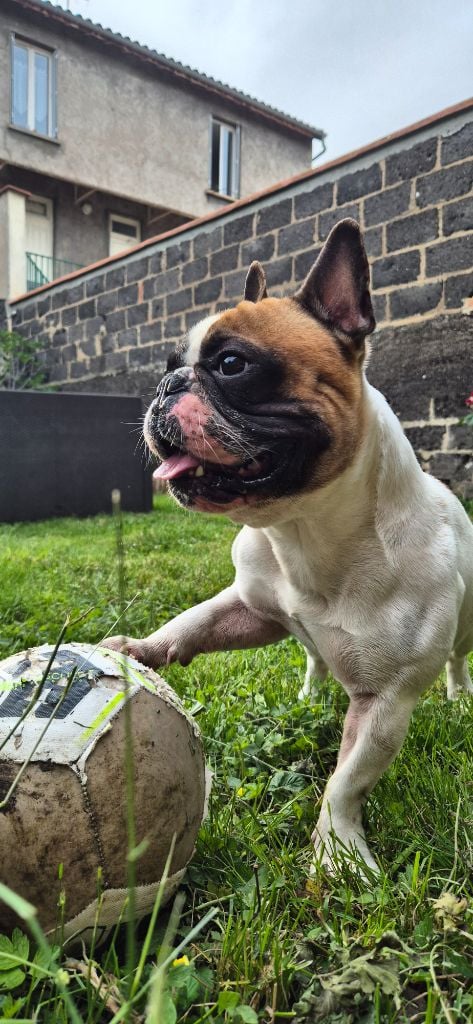 Publication : LAURIE BOUVET