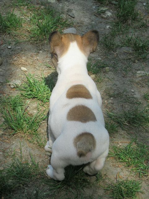 Publication : LAURIE BOUVET