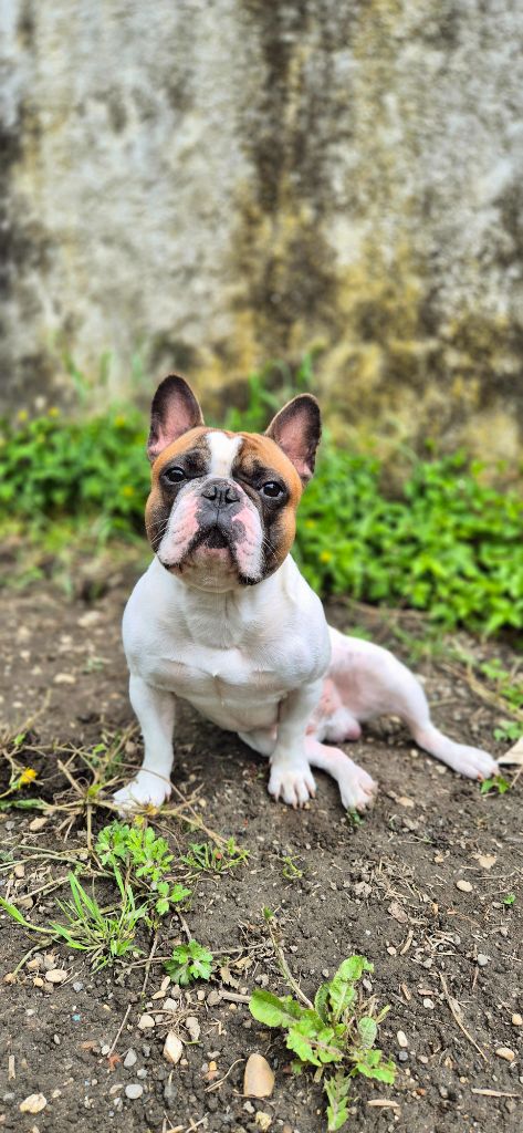 Publication : LAURIE BOUVET