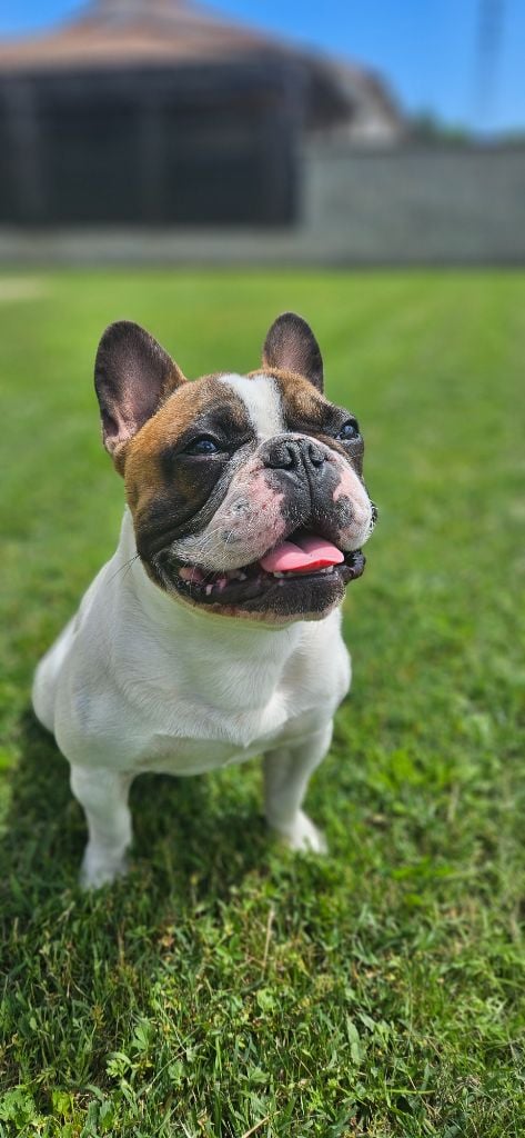 Publication : LAURIE BOUVET