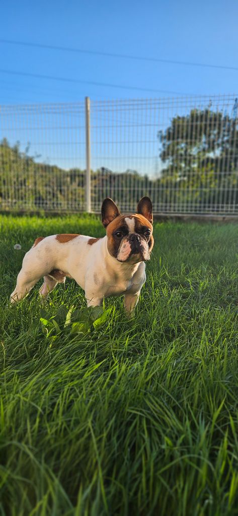 Publication : LAURIE BOUVET