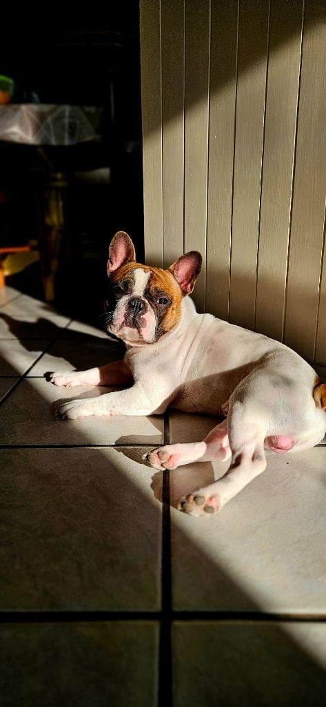 Publication : LAURIE BOUVET