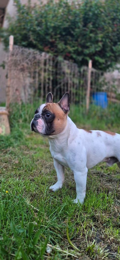 Publication : LAURIE BOUVET