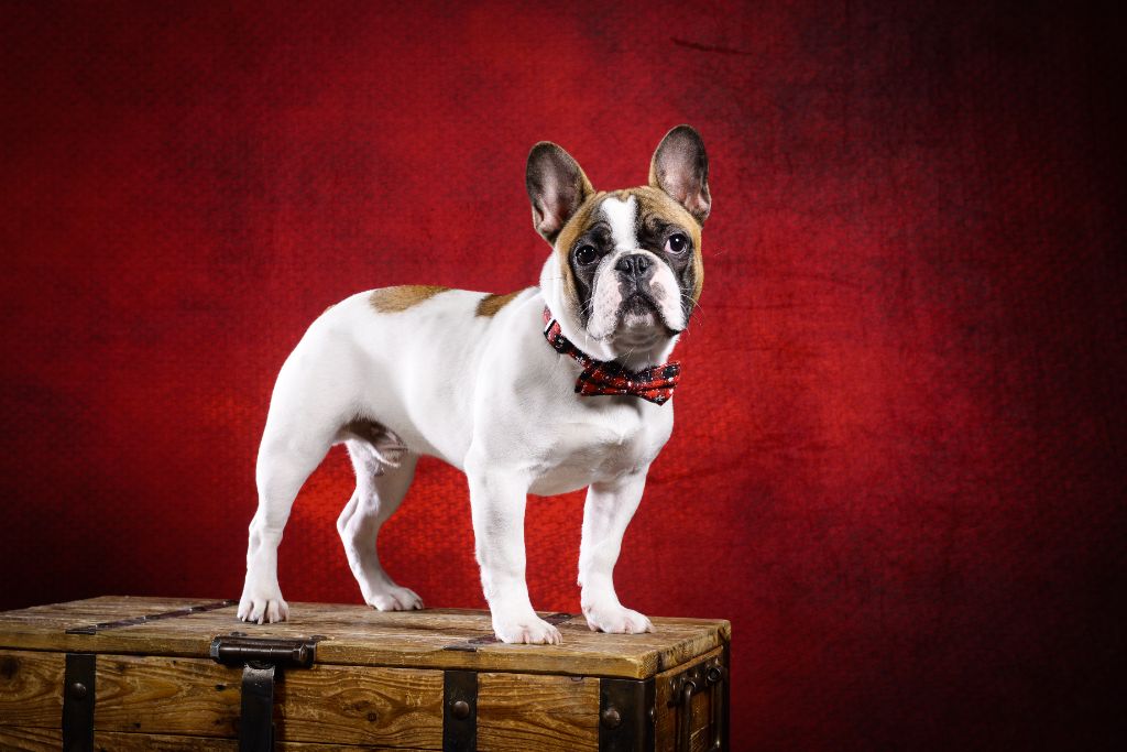 Publication : LAURIE BOUVET