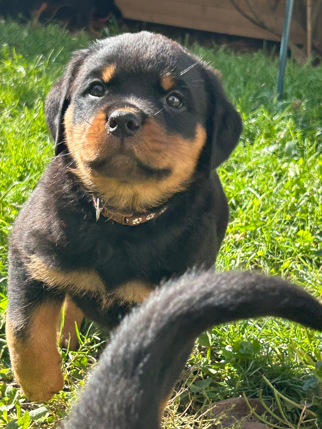 Rottweiler - La Tribu De Weiler