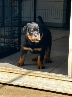 Les chiots de Rottweiler