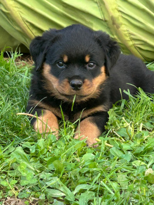 Les chiots de Rottweiler
