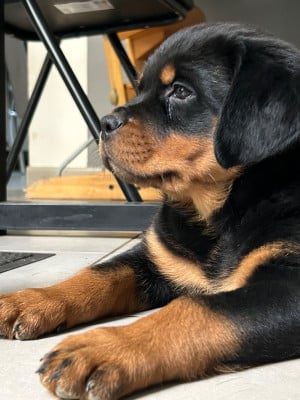 Les chiots de Rottweiler