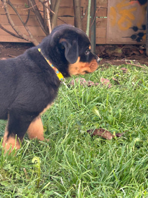 Les chiots de Rottweiler