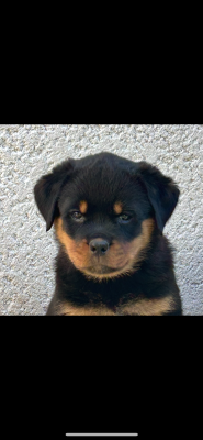 Les chiots de Rottweiler