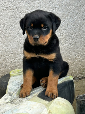 Les chiots de Rottweiler