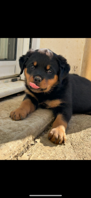 Les chiots de Rottweiler
