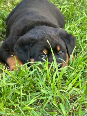 Les chiots de Rottweiler