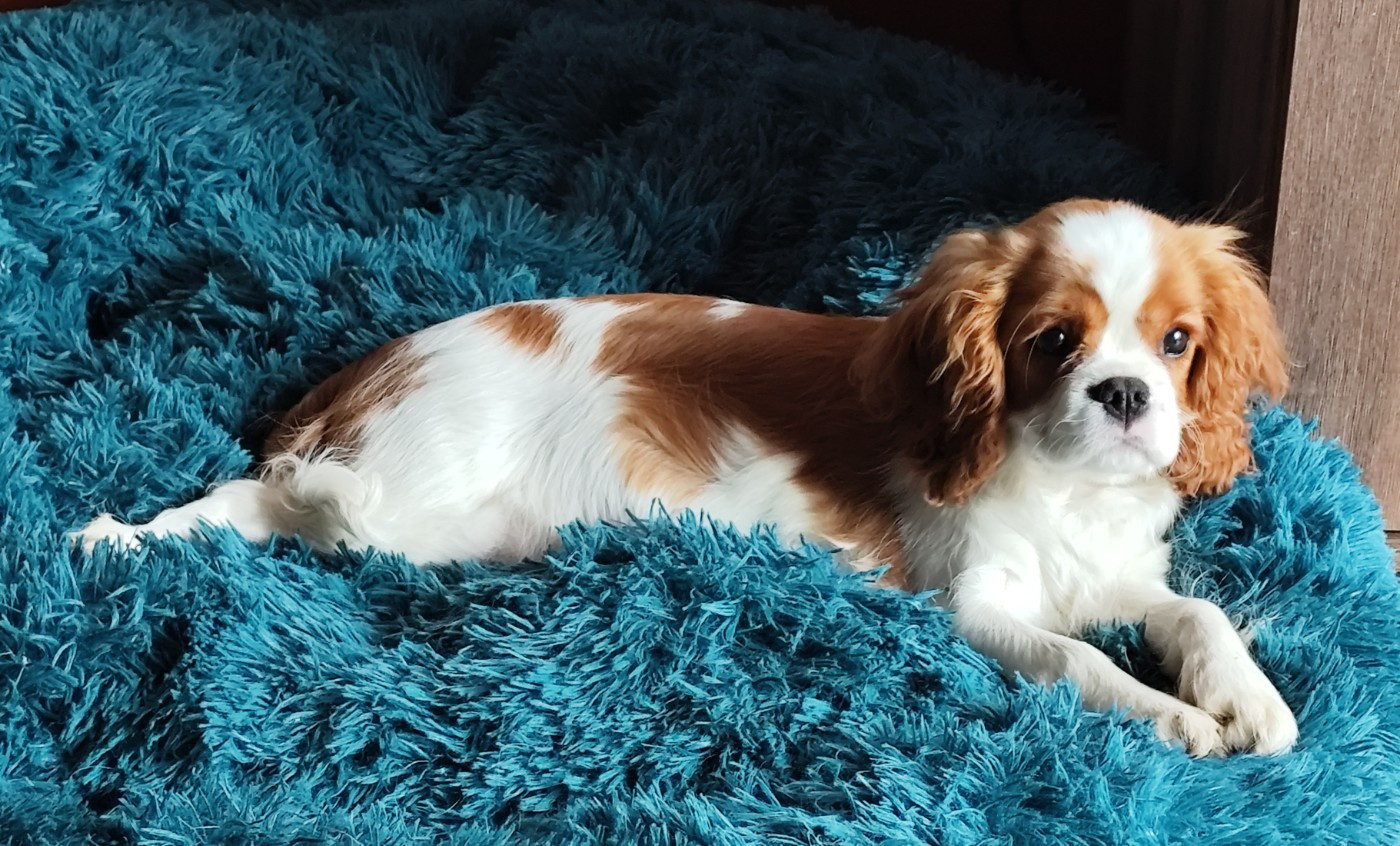 Publication : Semper Leal