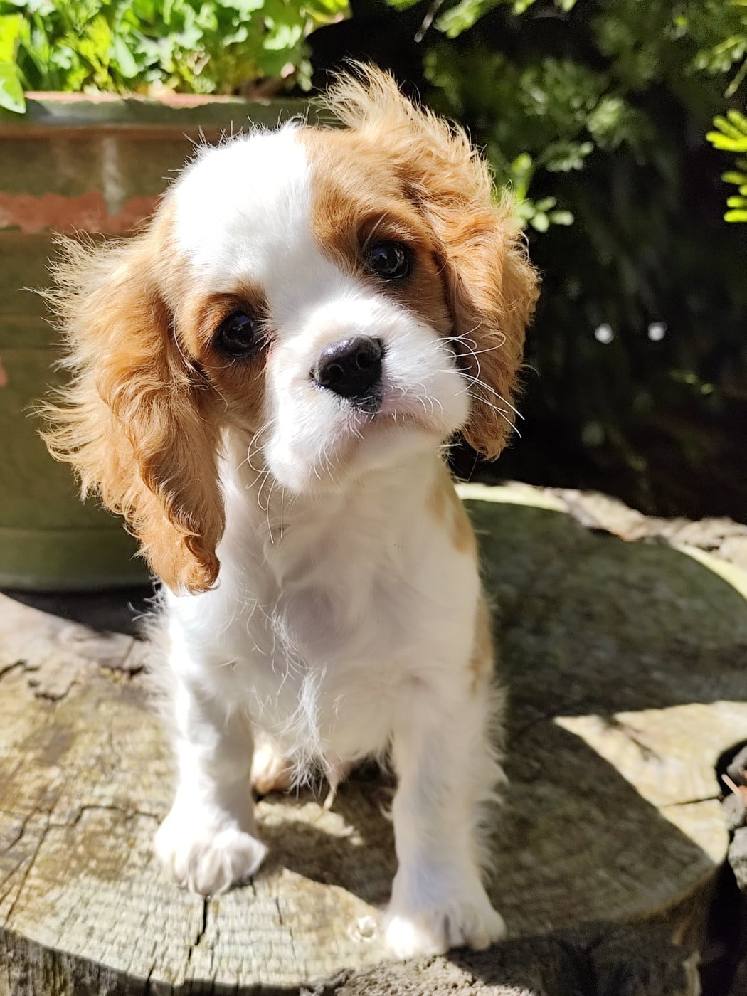 A Kiss From France Of little by little