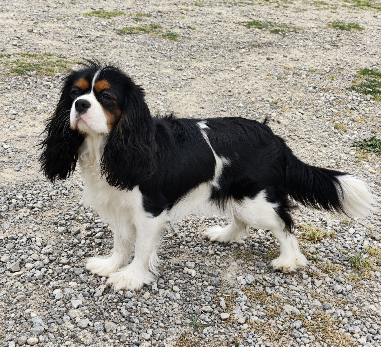 CH. Vikky-queen Des Terres De L'infini