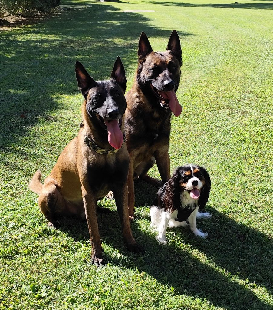 Vikky-queen Des Terres De L'infini