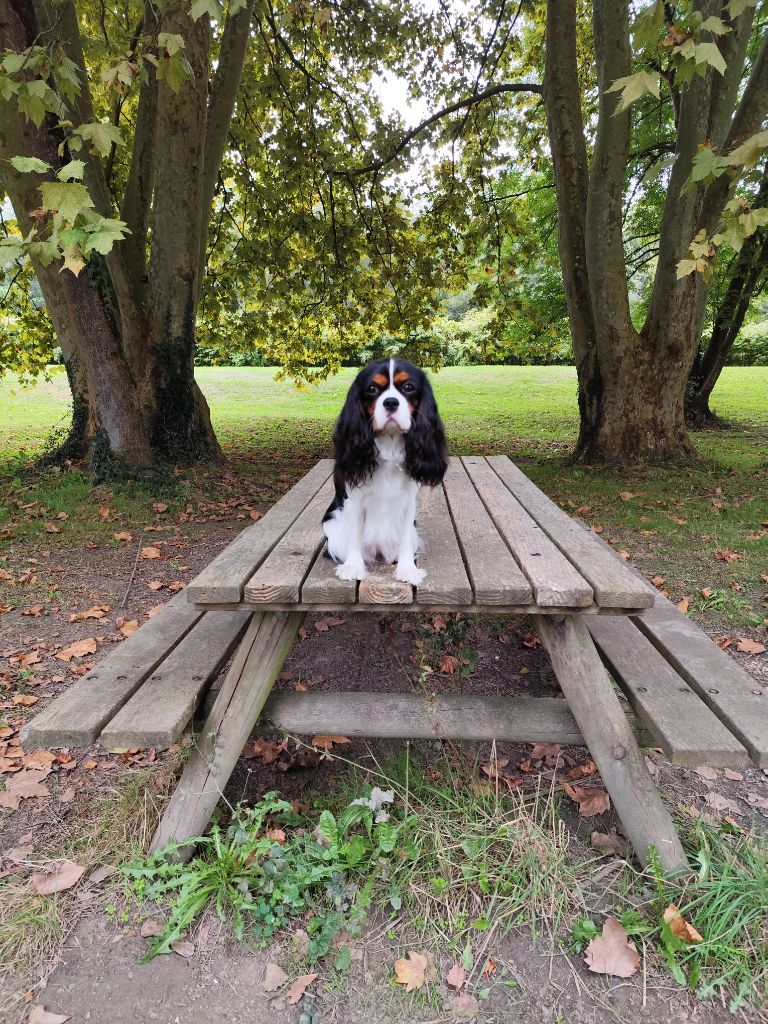 Vikky-queen Des Terres De L'infini