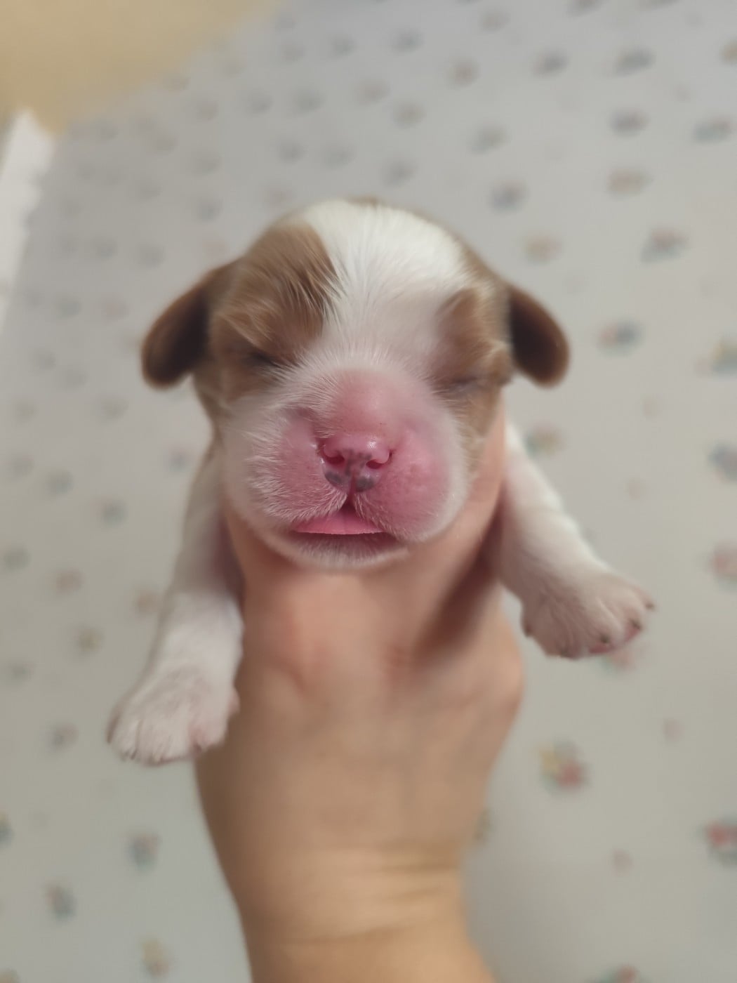 CHIOT 2