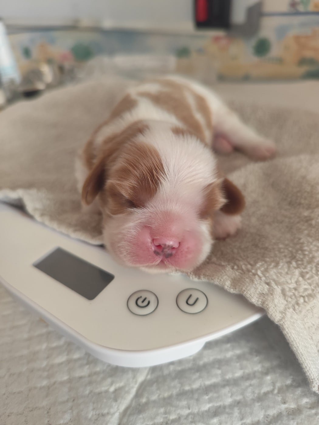 CHIOT 2