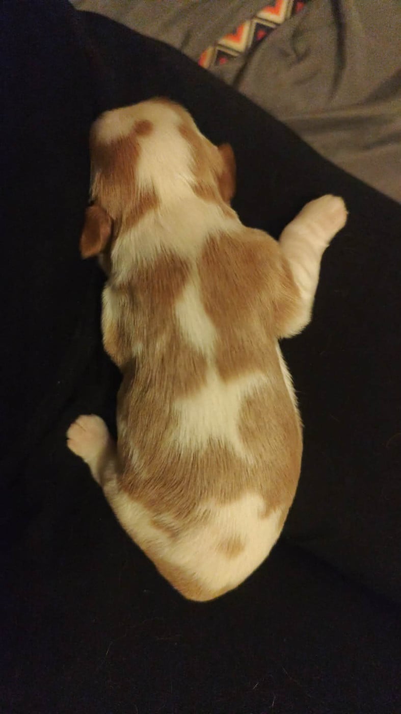 CHIOT 2