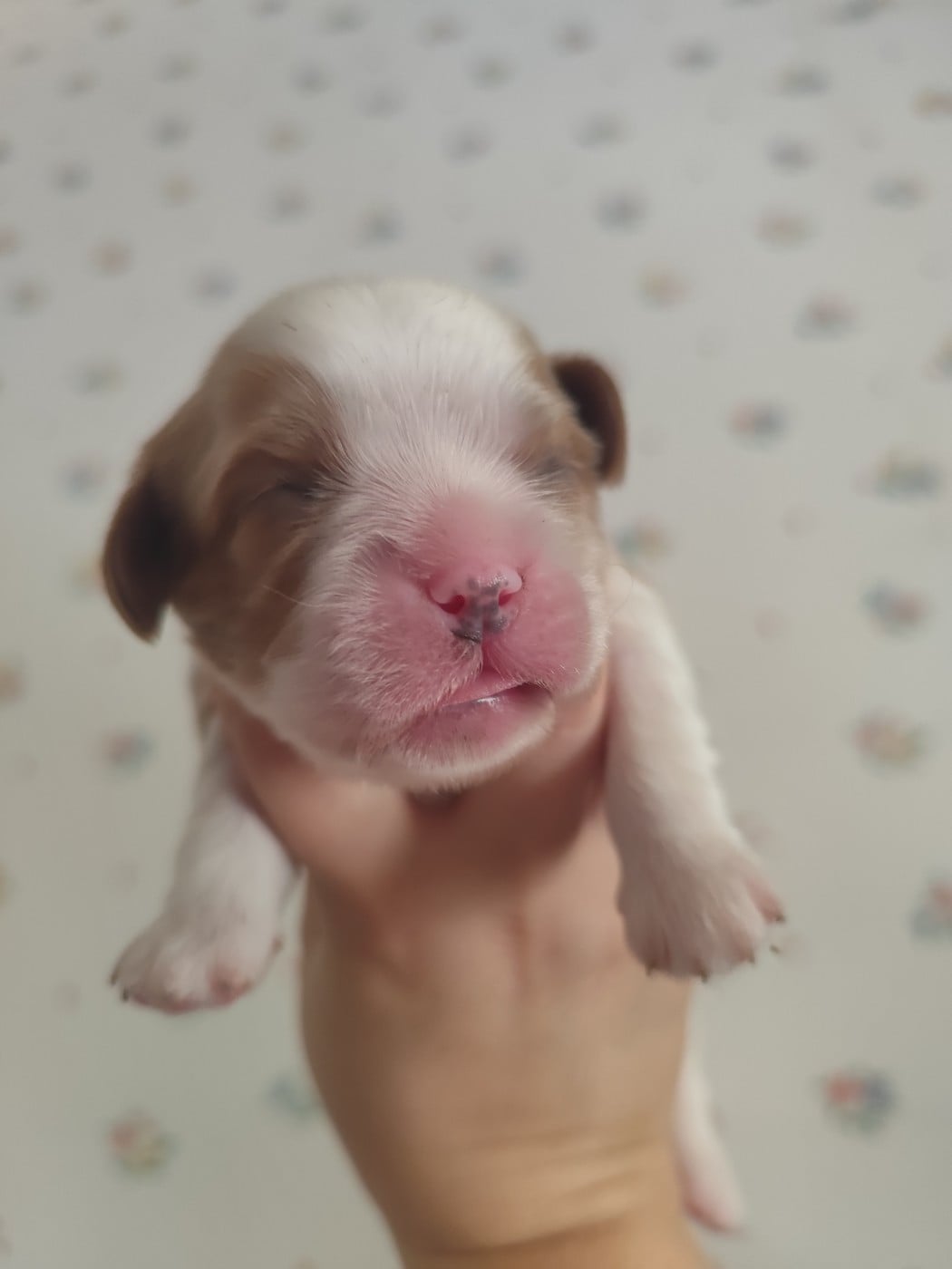 CHIOT 1