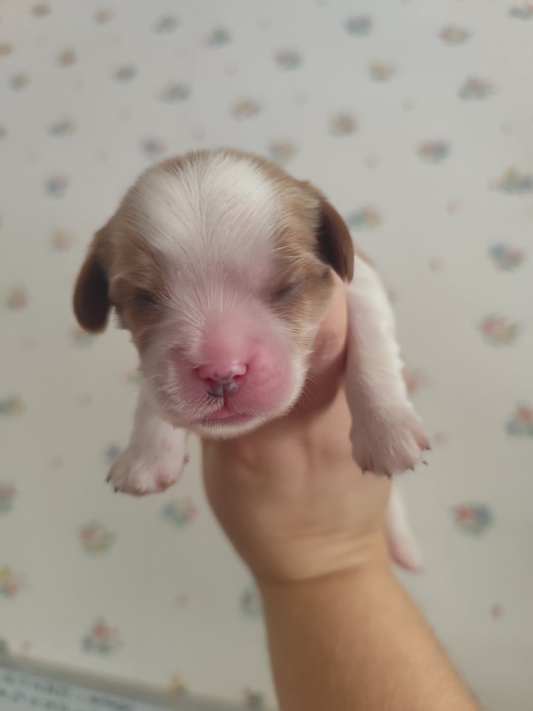 CHIOT 1
