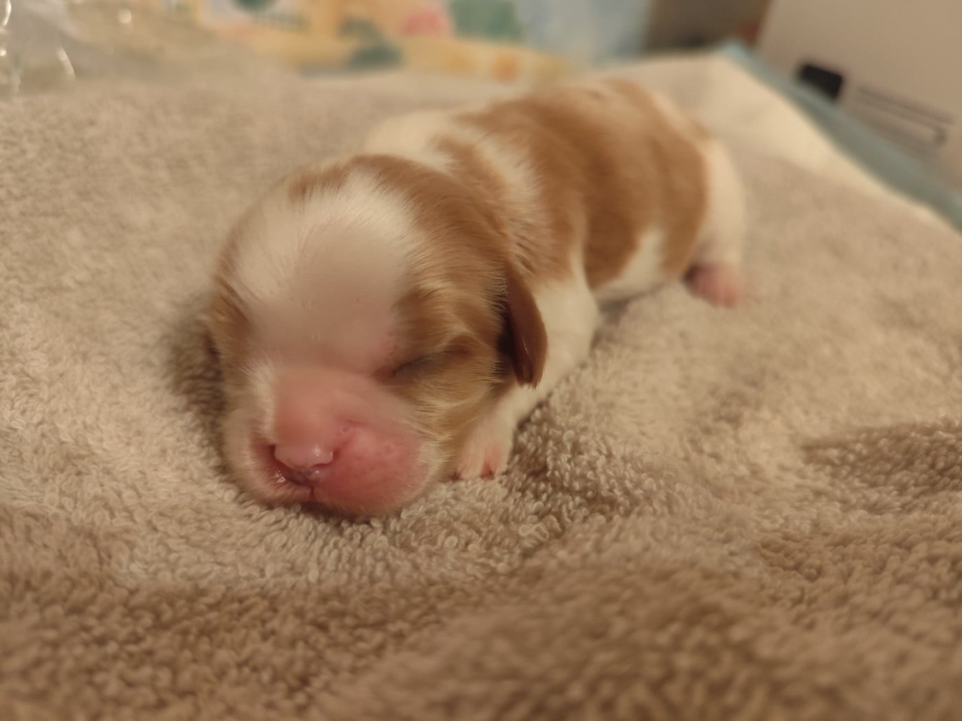 CHIOT 1